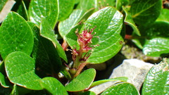 Salix nivalis