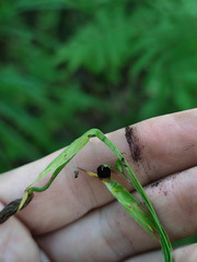 Anthracoidea pilosae