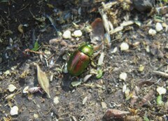 Chrysolina graminis
