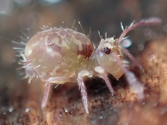 Ptenothrix