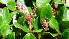 Salix nivalis