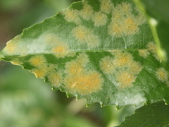 Cephaleuros lagerheimii