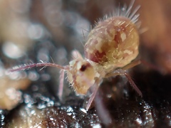 Ptenothrix