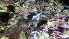 Scorpaenidae