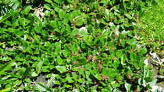 Salix nivalis