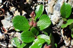 Salix nivalis