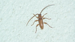 Curtomerus flavus