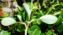 Salix nivalis