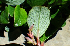 Salix nivalis