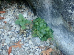 Boykinia occidentalis