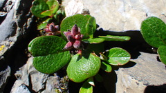 Salix nivalis