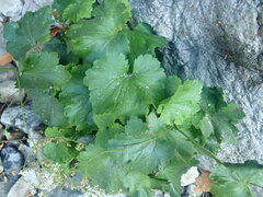 Boykinia occidentalis