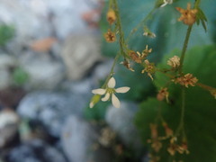 Boykinia occidentalis