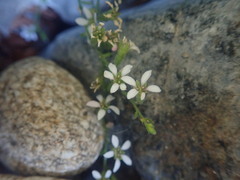 Boykinia occidentalis