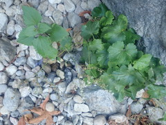 Boykinia occidentalis