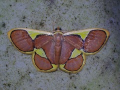 Plutodes cyclaria