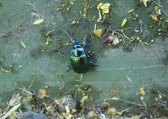 Chrysolinina
