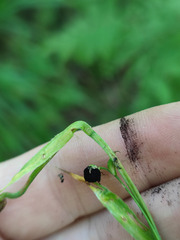 Anthracoidea pilosae