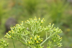 Senecio esleri