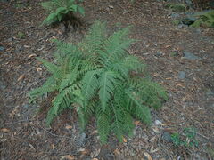Polystichum dudleyi