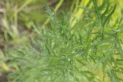 Senecio esleri