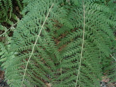 Polystichum dudleyi