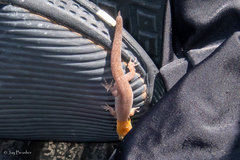 Gonatodes antillensis