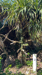Pandanaceae