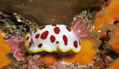 Goniobranchus splendidus