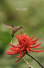 Phaethornis longirostris