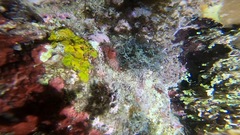 Decapoda