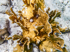 Millepora complanata