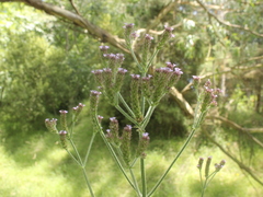 Verbena incompta