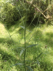 Verbena incompta