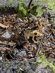 Craugastor megacephalus