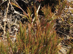 Dracophyllum