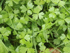 Hydrocotyle tripartita