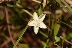 Jacquemontia curtissii
