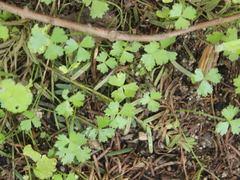 Hydrocotyle tripartita