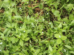 Myosotis laxa