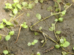 Lobelia angulata