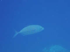 Flavocaranx