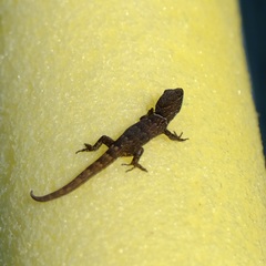 Gonatodes antillensis