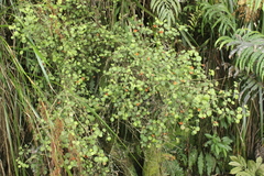 Rhabdothamnus solandri