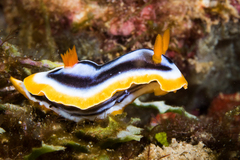Chromodoris