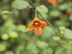 Rhabdothamnus solandri