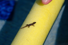 Gonatodes antillensis