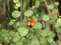 Rhabdothamnus solandri