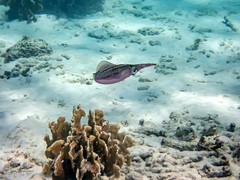 Sepioteuthis sepioidea