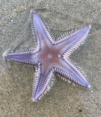 Astropecten armatus